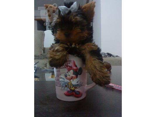 PoulaTo: yorkshire terrier (mini) Τεριέ Γιορκσάιρ