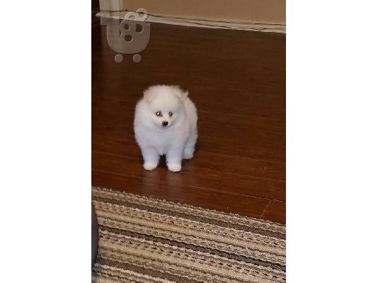 PoulaTo: Pomeranian κουτάβια