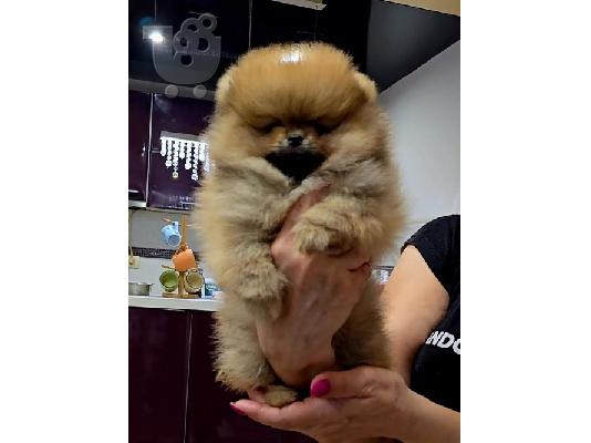 PoulaTo: POMERANIAN, καθαρόαιμα κουτάβια