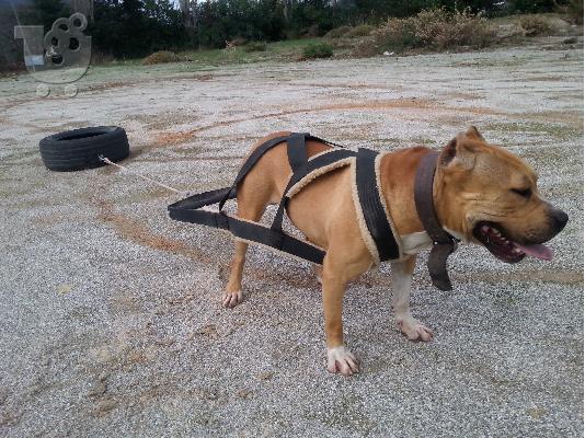 American pitbull