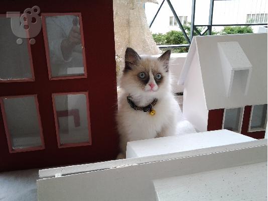 ΖΗΤΑΩ ΘΗΛΥΚΙΑ RAGDOLL ΓΙΑ ΖΕΥΓΑΡΩΜΑ