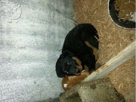 rottweiler καθαρόαιμο