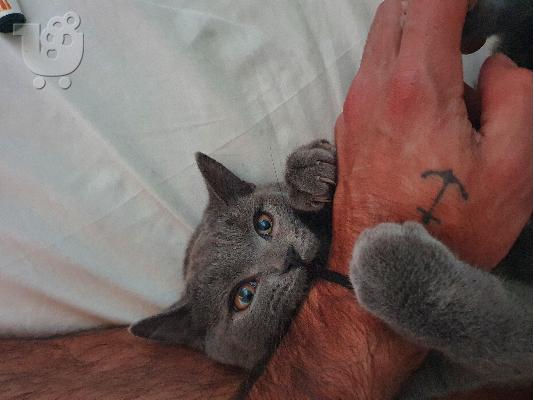 Ζευγάρωμα british shorthair γάτας