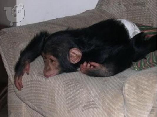 PoulaTo: ΑΝΕΞΑΡΤΗΤΗ ΜΩΡΟ CHIMPANZEE ΑΝΑΖΗΤΗΣΗ ΓΙΑ ΝΕΟ ΣΠΙΤΙ