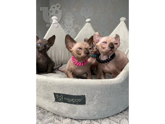 Γατάκια Elf Sphynx