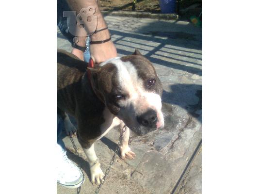 ΑΜΕΡΙΚΑΝΙΚA PITBULL RED NOSE