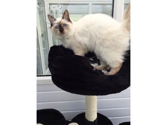 GCCF Καν. Άντρας Σφραγίδα ΕΠΙΤΡΕΠΕΤΑΙ Ragdoll γατάκι