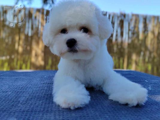Bichon Frize κουτάβι