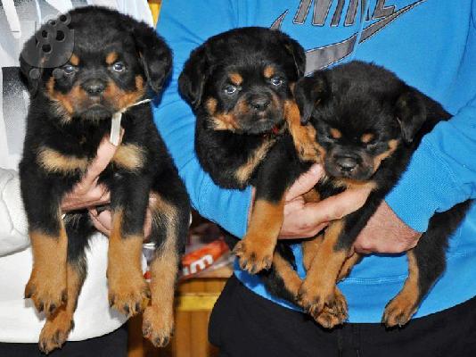 PoulaTo: pwlountai koutavia rottweiler