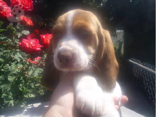 PoulaTo: beagle κουτάβια προς πώληση 