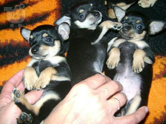 mini pincher