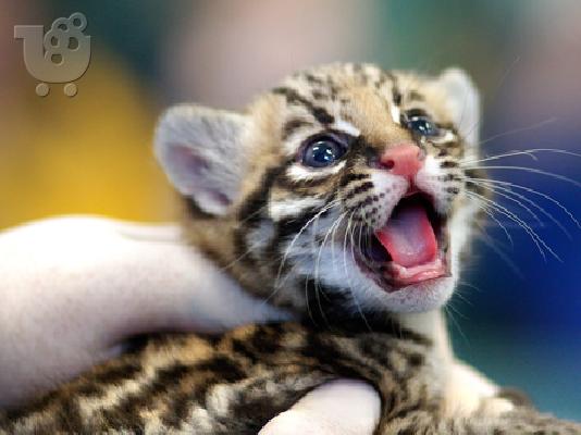 PoulaTo: Υπέροχη εξωτικά γατάκια και Cubs (Cheetah και Caracal)