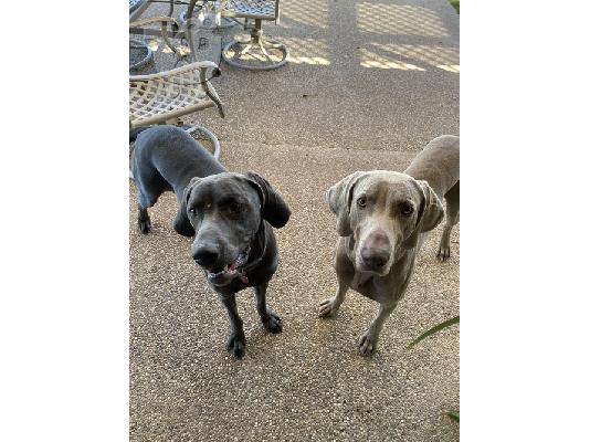 PoulaTo: Weimaraner