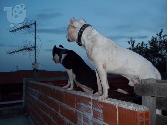AMERICAN PIT BULL