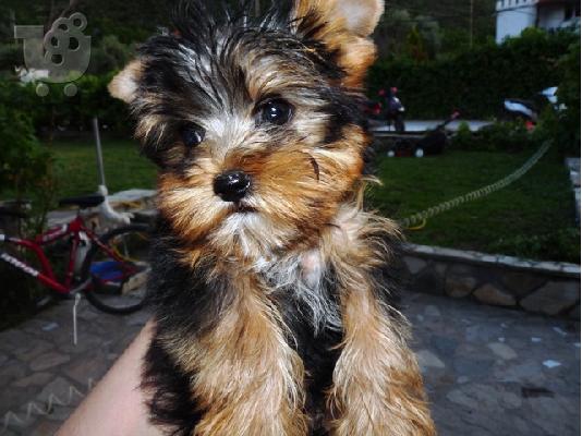 PoulaTo: Κουτάβια YORKSHIRE TERRIER απο γονής 2 κιλά, Τεριέ Γιορκσάιρ