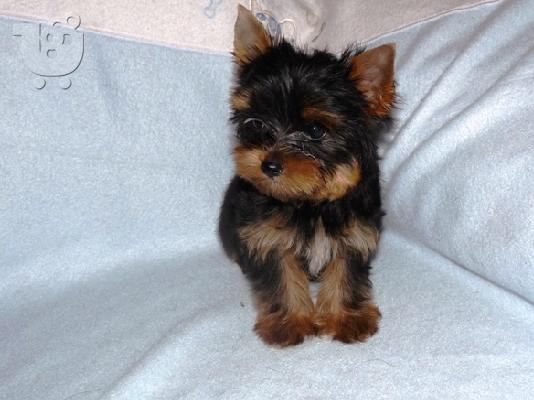 Κουτάβια YORKSHIRE TERRIER απο γονής 2 κιλά, Τεριέ Γιορκσάιρ...