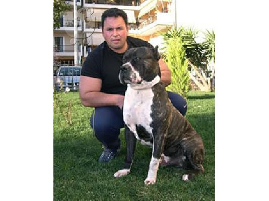 bandog security