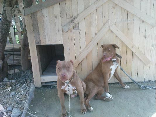 PoulaTo: american pitbull red Πίτμπουλ Πίτμπουλ