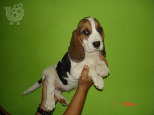 BEAGLE κουταβακια τριχρωμα και διχρωμα Μπίγκλ
