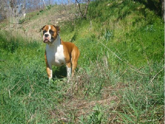 boxer ( λευκό αρσενικό)