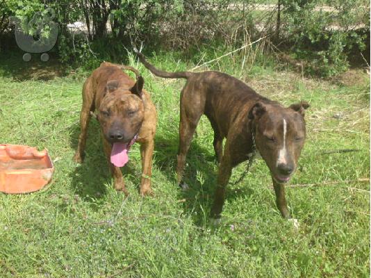 POLOYNTAI KOYTAVIA PIT BULL