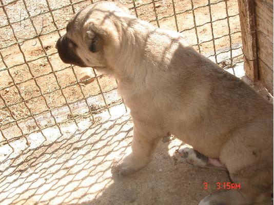 kangal