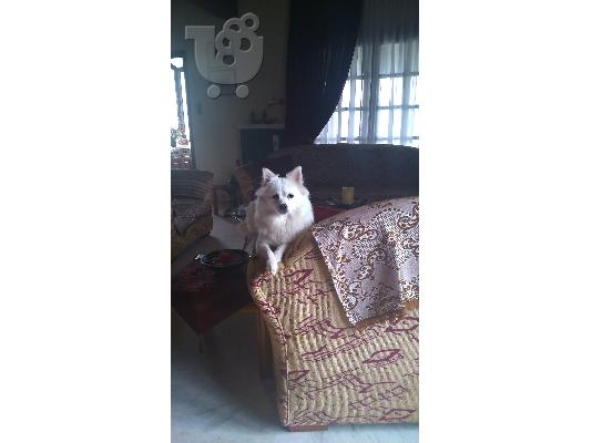 german spitz