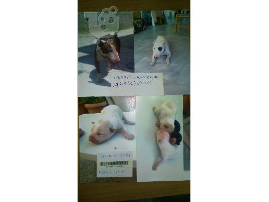 PoulaTo: Μπουλ Τεριέ - Bull Terrier - καθαρόαιμο 1 μηνός