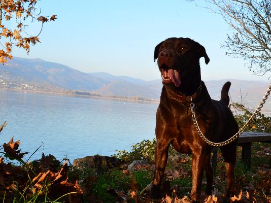 labrador