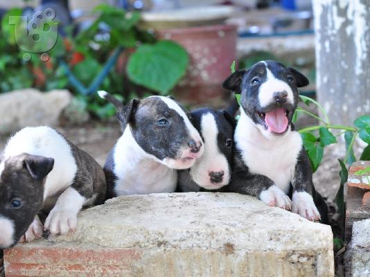 PoulaTo: Αγγλικά Bull Terrier