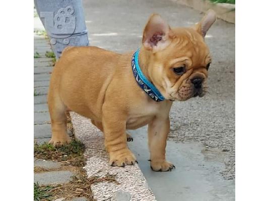 Τα όμορφα γαλλικά μπουλντόγκ κουτάβια μας