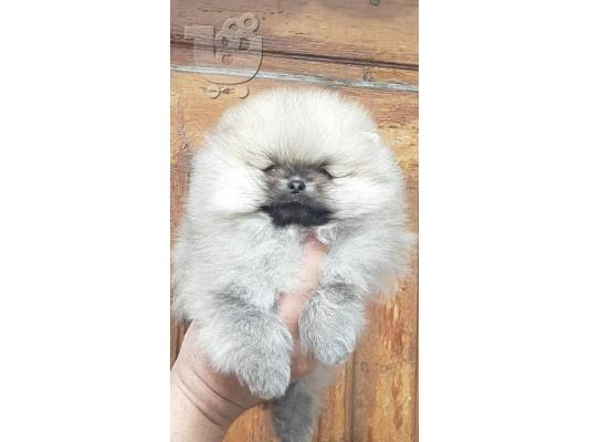 PoulaTo: Pomeranian - Πομερανιαν