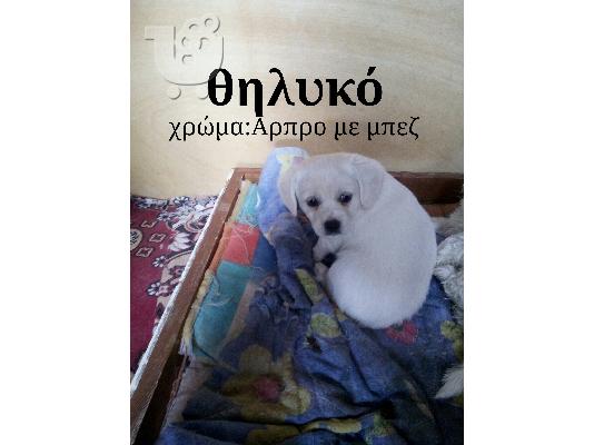 Κουταβάκια Γκριφον-Κανίς
