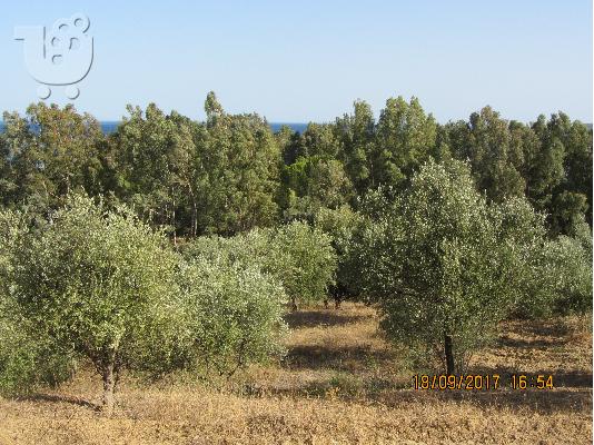 πωληται παραθαλασιο οικοπεδο στο βαθυ γυθειου λακωνιας...