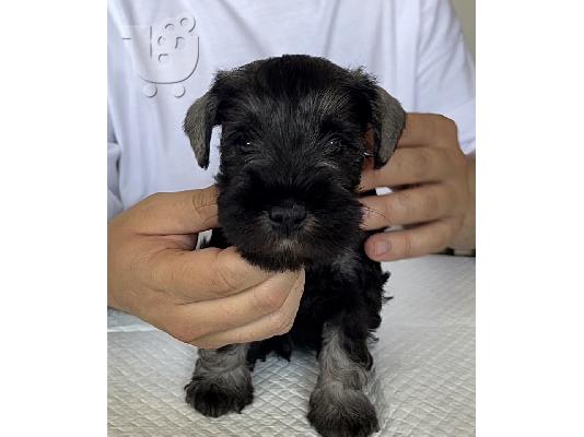 Μινιατούρα Schnauzer κουτάβια