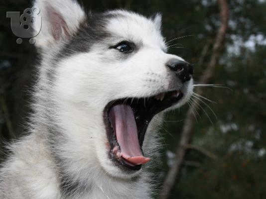 hasky sibirian