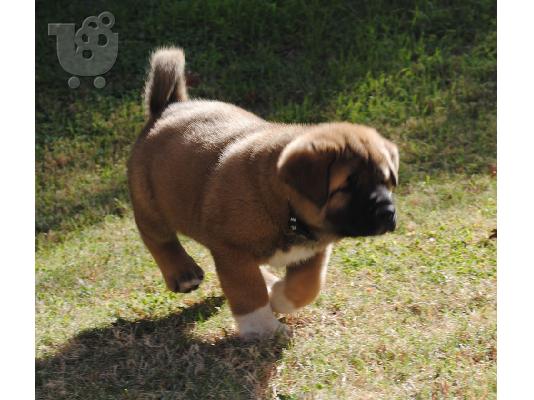 PoulaTo: Ακίτα κουτάβι  €150