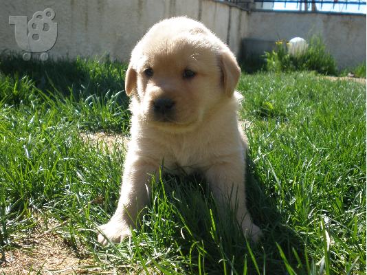 labrador κουταβι