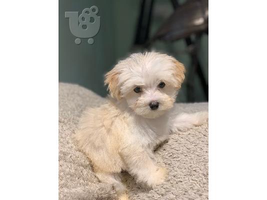 Φοβερά κουτάβια maltipoo Διαθέσιμα - Γυναίκα και αρσενικό...