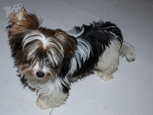 Προσιτά κουτάβια τεριέ τσαγιού Yorkie προς πώληση