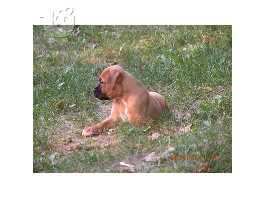 BOXER κουτάβια για υιοθεσία