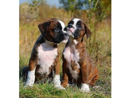 PoulaTo: BOXER