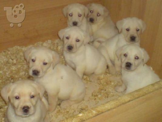 PoulaTo: LABRADOR