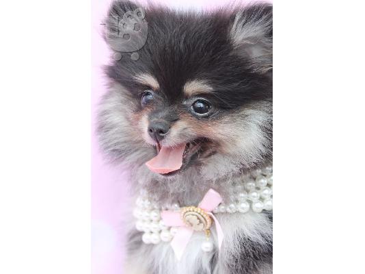 Spitz mini bicolour