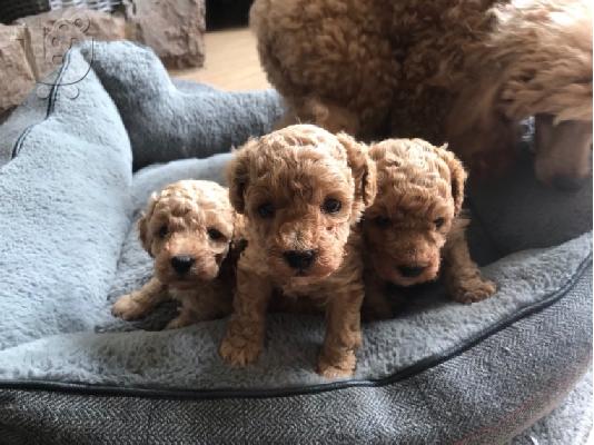 Όμορφα κουτάβια PatterpooToy Poodle