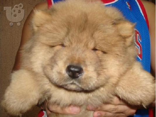 PoulaTo: έχουμε μια όμορφη στρωμνή kc chow chow chow chow