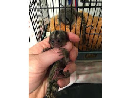 PoulaTo: Marmoset babies