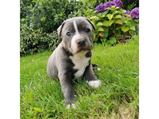 PoulaTo: κουτάβια pitbull