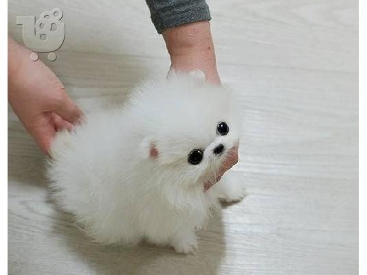 PoulaTo: Σπιτς μινι / pomeranian mini