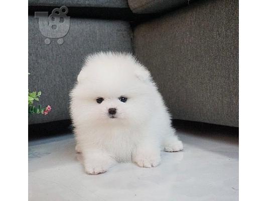 PoulaTo: Καταπληκτικά κουτάβια από Pomeranian!